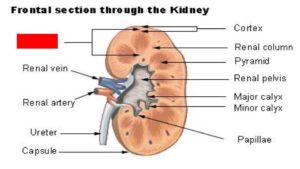 A diagram of the human kidney with the label of one of the parts covered up to show how to study with cloze deletions on lecture slides. 