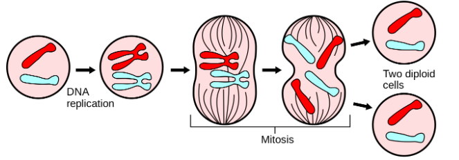 GED science mitosis